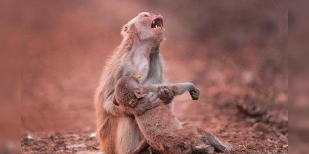 Macaca parecia estar muito preocupada com seu filho