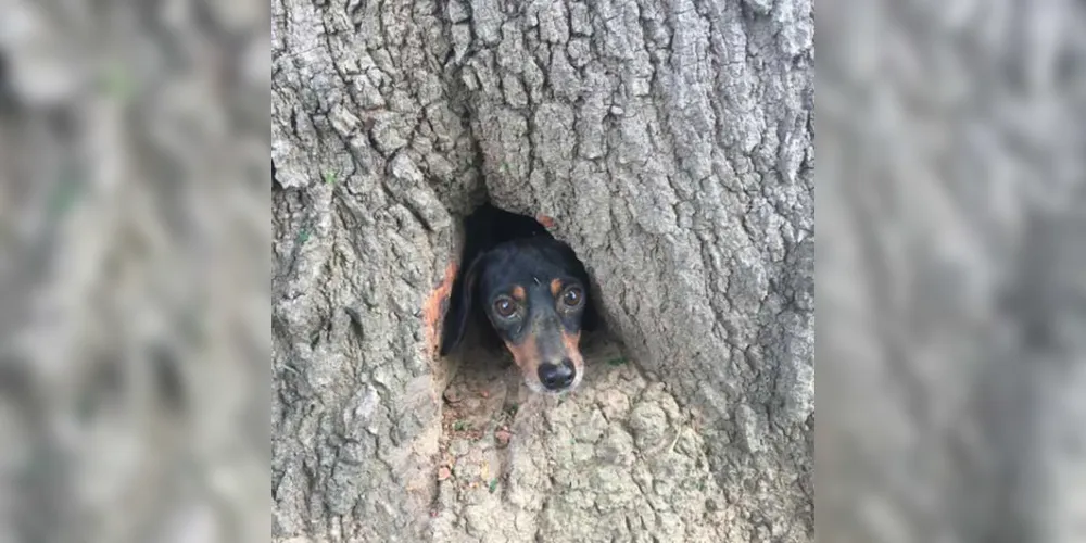 Cachorro estava preso num buraco no tronco de uma árvore em um cemitério na cidade