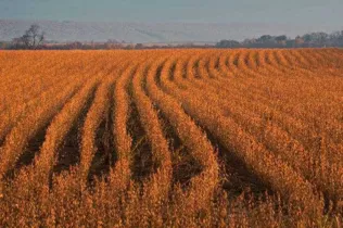 Agricultura prevê safra de 19 milhões de toneladas de soja /Foto: Visual Hunt/ Divulgação/Canal Rural