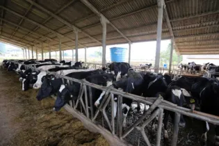 Imagem ilustrativa da imagem Emater faz campanha para melhorar alimentação de gado de leite no inverno
