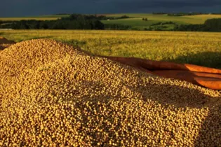 Imagem ilustrativa da imagem Paraná tem melhor produtividade de soja no mundo