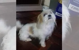 Imagem ilustrativa da imagem Dono procura cão desaparecido na Vila Cipa