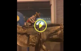 Imagem ilustrativa da imagem Cachorro passeia a cavalo no Centro de PG
