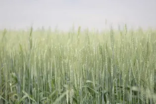 Imagem ilustrativa da imagem Produtores da região reduzem a área plantada de trigo
