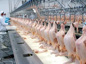 Imagem ilustrativa da imagem Exportações paranaenses de carnes aumentam em 15%