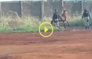 Imagem ilustrativa da imagem Policiais matam cavalos às margens de BR em Goiás