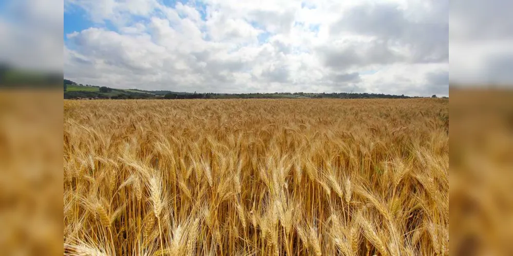 Imagem ilustrativa da imagem Região tem três municípios entre os maiores produtores de trigo do país