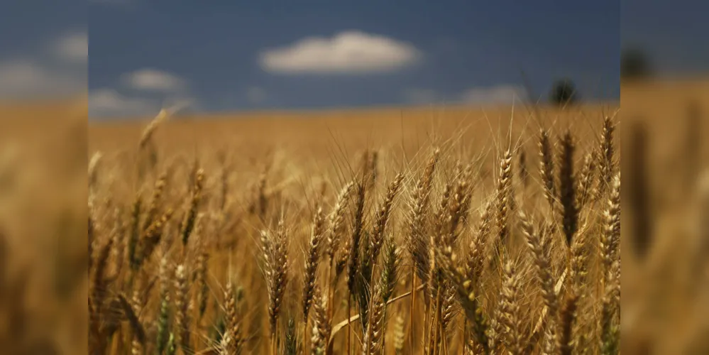 Imagem ilustrativa da imagem Frio traz preocupação sobre lavouras de trigo