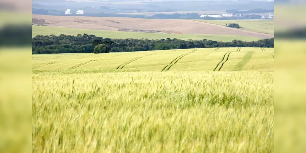 Imagem ilustrativa da imagem Estiagem deve trazer quebra à produção de trigo na região