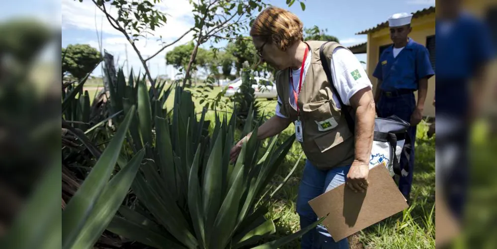 Imagem ilustrativa da imagem Carambeí abre teste seletivo para contratar agente de endemias