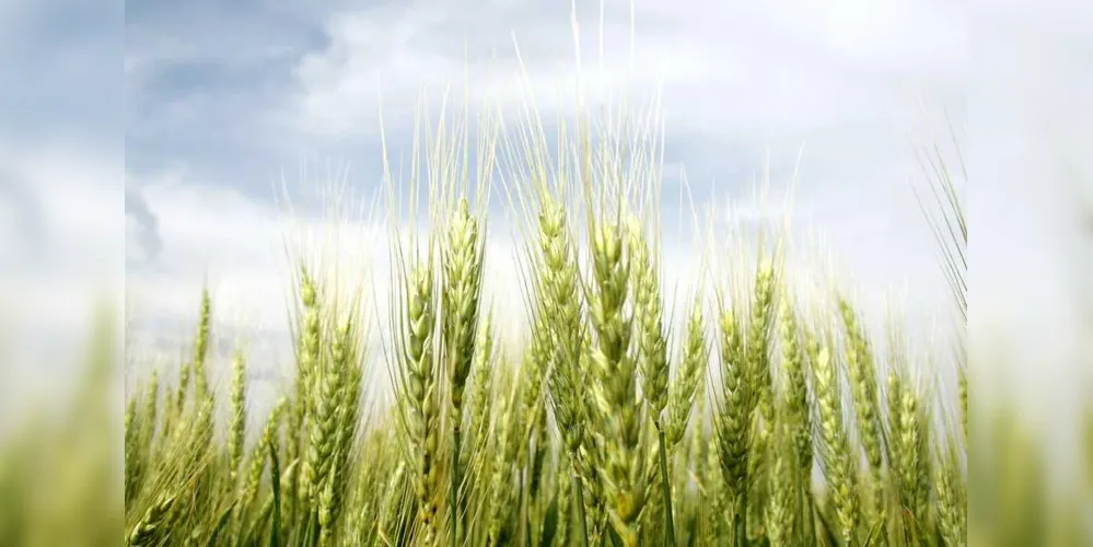 Imagem ilustrativa da imagem Chuvas amenizam perdas nas lavouras de trigo na região
