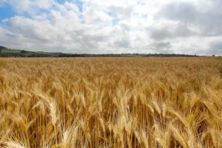 Imagem ilustrativa da imagem Região tem três municípios entre os maiores produtores de trigo do país