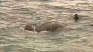 Guarda Costeira se surpreendeu ao avistar o elefante nadando/Foto: Reprodução/BBC Brasil