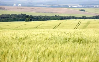 Imagem ilustrativa da imagem Estiagem deve trazer quebra à produção de trigo na região