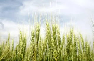 Imagem ilustrativa da imagem Chuvas amenizam perdas nas lavouras de trigo na região