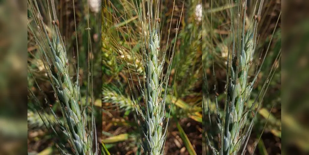 Imagem ilustrativa da imagem Clima favorece a incidência de pulgões no trigo