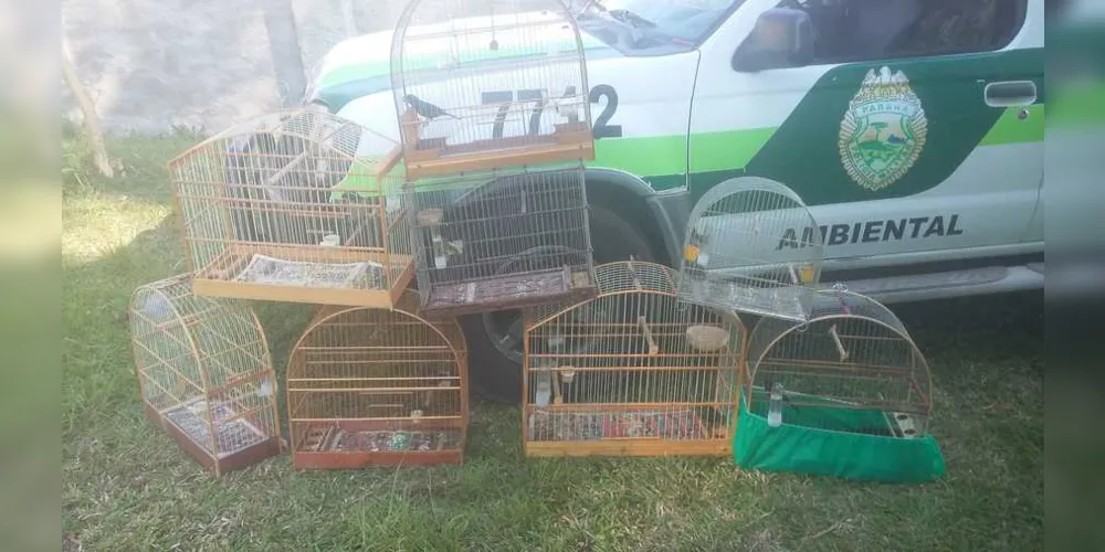 Aves foram encontradas em residência na Avenida Anita Garibaldi
