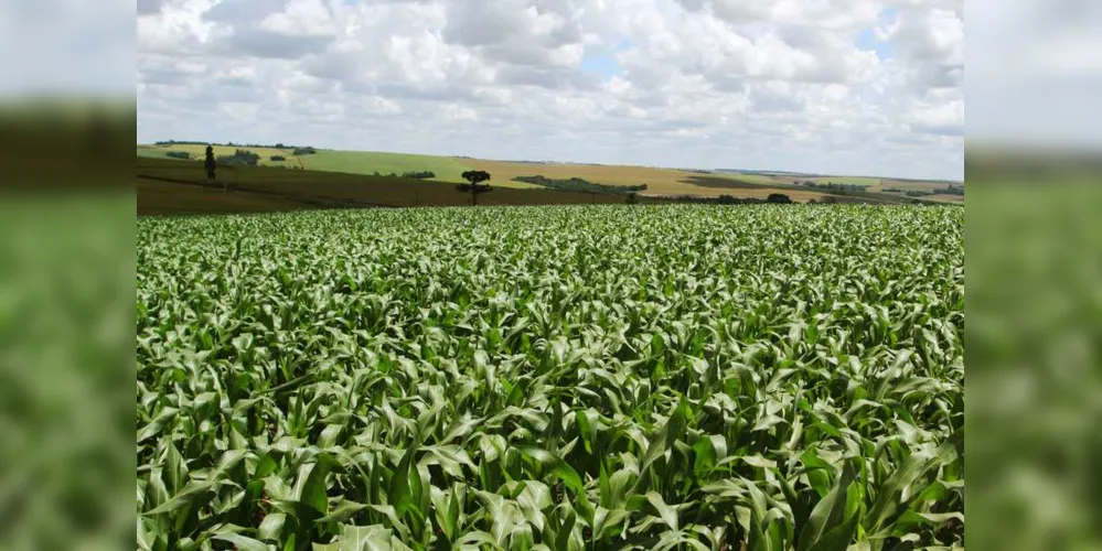 Imagem ilustrativa da imagem Estiagem atrasa plantio de milho na região