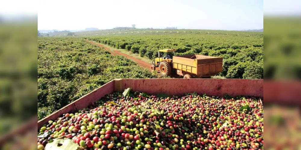 Imagem ilustrativa da imagem Conab estima 44,77 milhões de sacas para safra do café