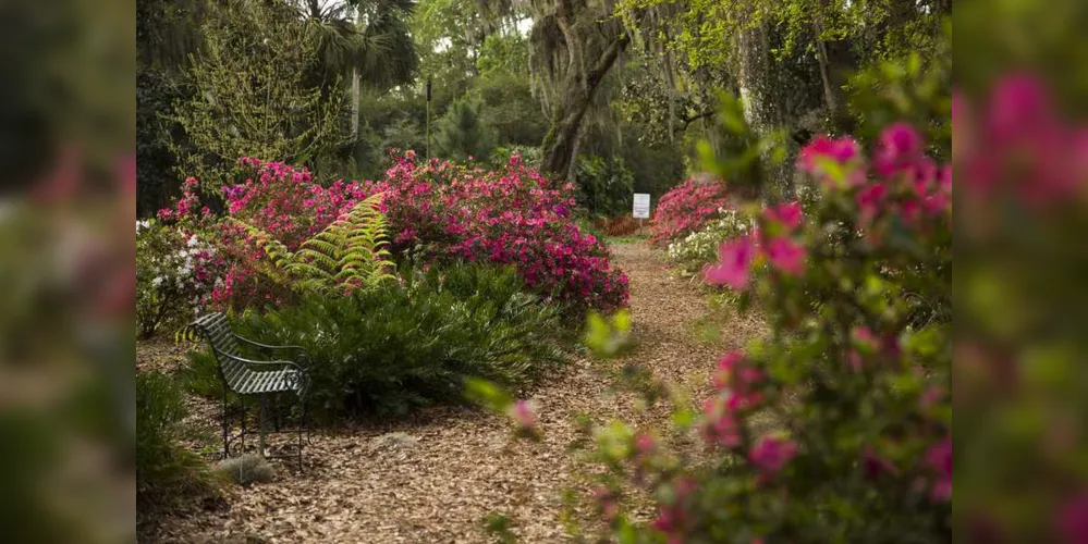 Imagem ilustrativa da imagem Jardim Botânico na Flórida é impressionante
