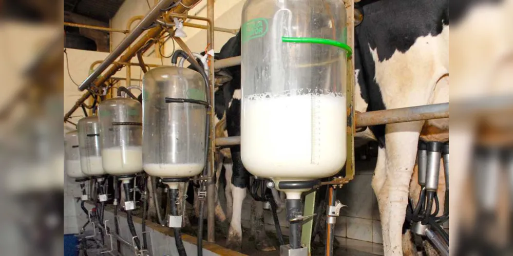 Imagem ilustrativa da imagem PR se mantém como 2º maior produtor de leite do País