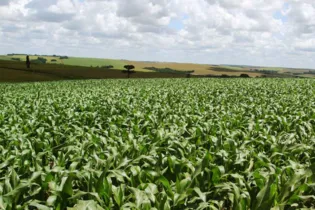 Imagem ilustrativa da imagem Estiagem atrasa plantio de milho na região