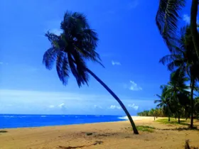 Imagem ilustrativa da imagem 10 passeios que você precisa fazer em Alagoas