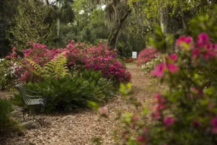 Imagem ilustrativa da imagem Jardim Botânico na Flórida é impressionante