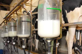 Imagem ilustrativa da imagem PR se mantém como 2º maior produtor de leite do País