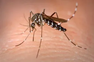 O Aedes aegypti tem, como vítima preferencial, o ser humano, e não faz praticamente som audível antes de picar/Foto: Reprodução