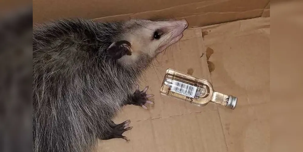 O animal foi encontrado aparentemente bêbado dentro de uma loja de bebidas