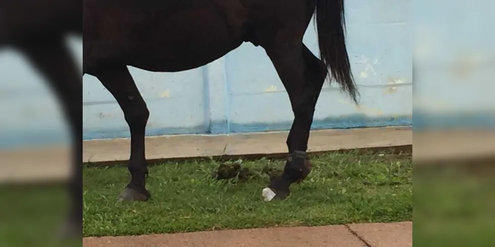 Cavalo foi flagrado no Jardim Ibirapuera