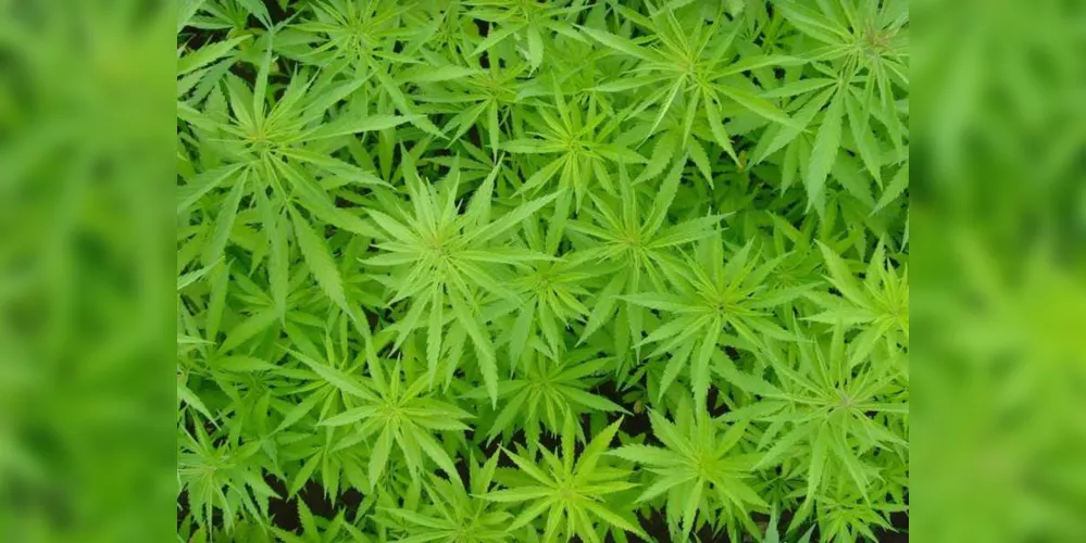 Flor da Cannabis sativa é a base para produção do lubrificante brasileiro