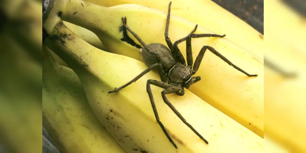 spider, Significado desde el tema Insects