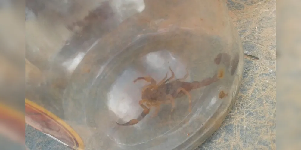 Escorpião foi achado na garagem de uma casa do Los Angeles