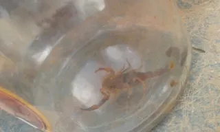Escorpião foi achado na garagem de uma casa do Los Angeles