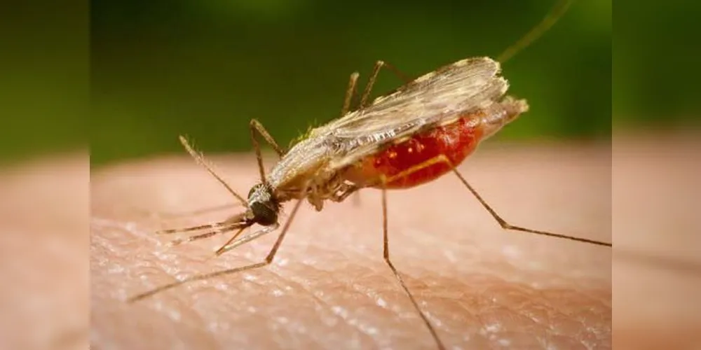 Mosquito Anopheles transmissor da malária/Foto: Reprodução Portal Biologia