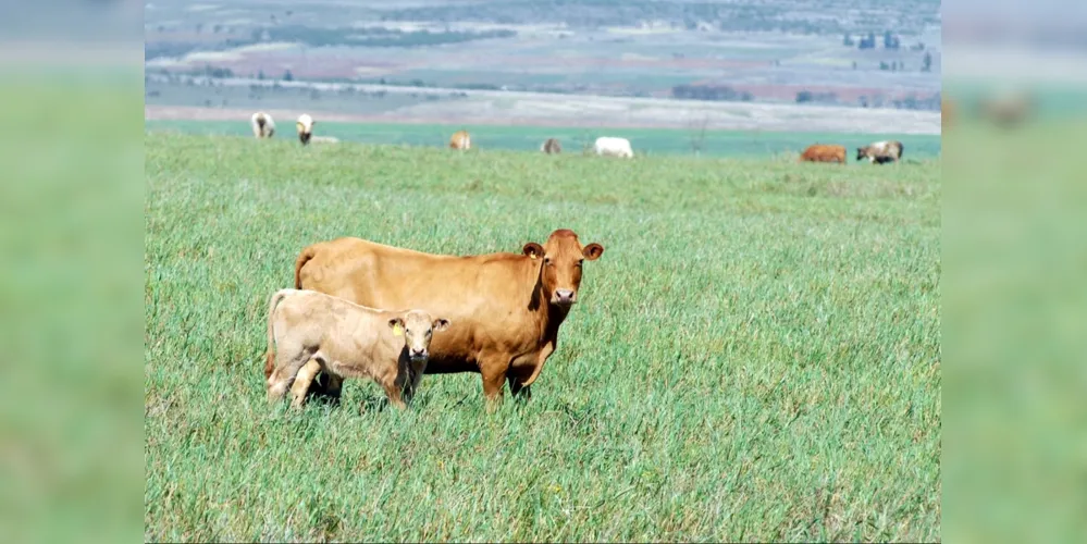 Imagem ilustrativa da imagem Programa Pecuária Moderna alavanca bovinocultura de corte na região