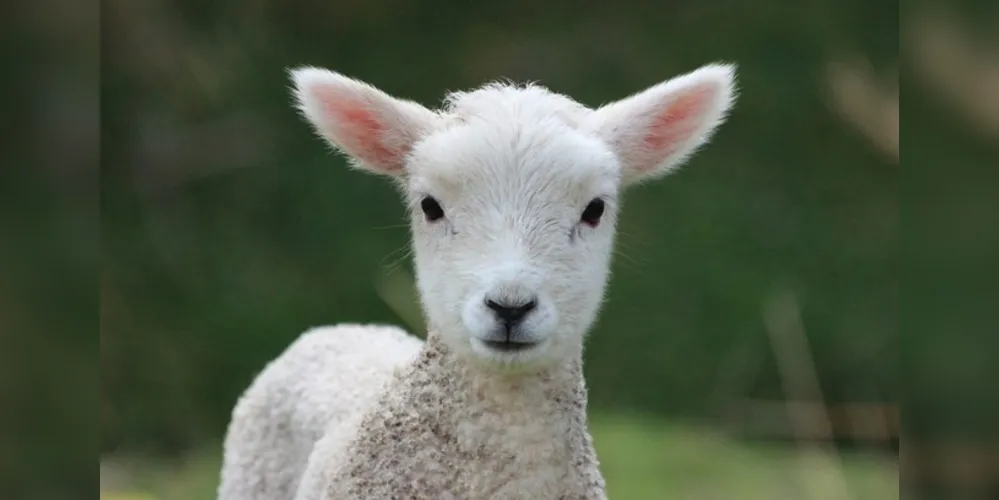 Quando o fazendeiro percebeu que uma ovelha estava tendo problemas durante o parto, resolveu averiguar a situação.