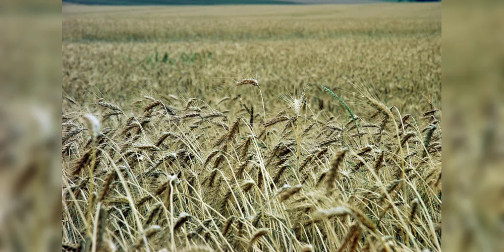 Imagem ilustrativa da imagem La Niña perde força e agricultura terá inverno ‘normal’