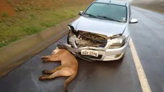 Imagem ilustrativa da imagem Puma morre atropelado em rodovia da região