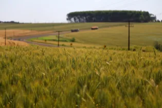 Imagem ilustrativa da imagem Paraná detém maior índice de produtividade agrícola