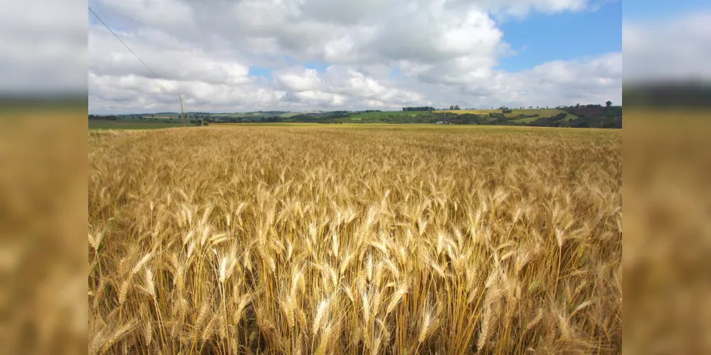 Imagem ilustrativa da imagem Estiagem na região preocupa produção de trigo