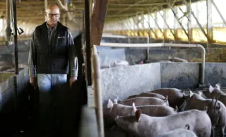 Imagem ilustrativa da imagem Eficiência marca produção de suínos da Frísia