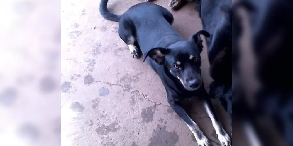 Cão foi encontrado sem vida após intoxicação por pesticida.