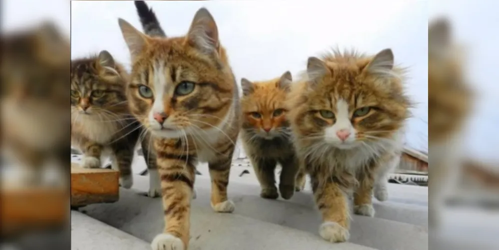 Imagem ilustrativa da imagem Casal de fazendeiros cria gatos siberianos e fotos viralizam