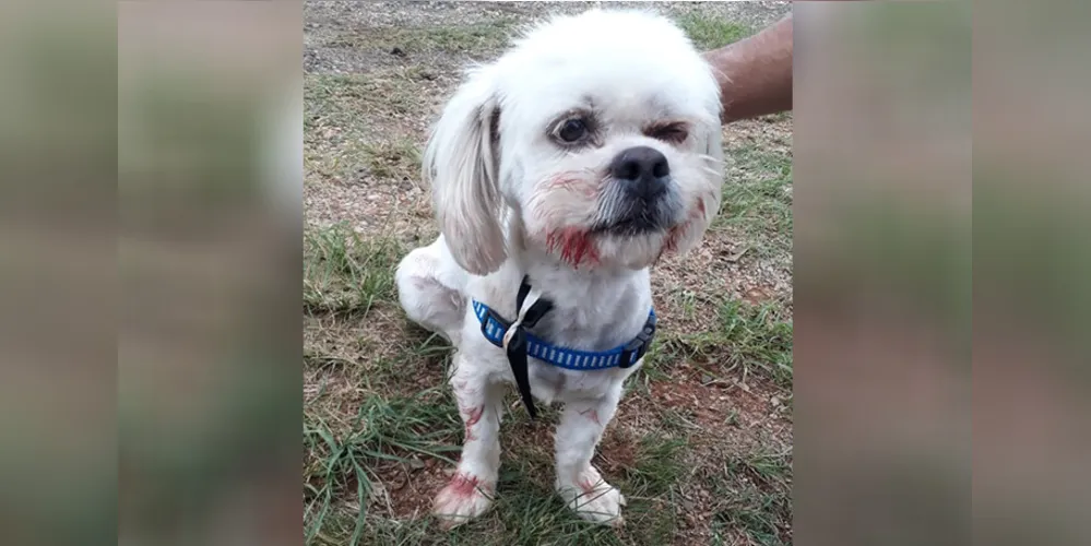 Animal foi levado ao veterinário e passa bem, apesar dos ferimentos