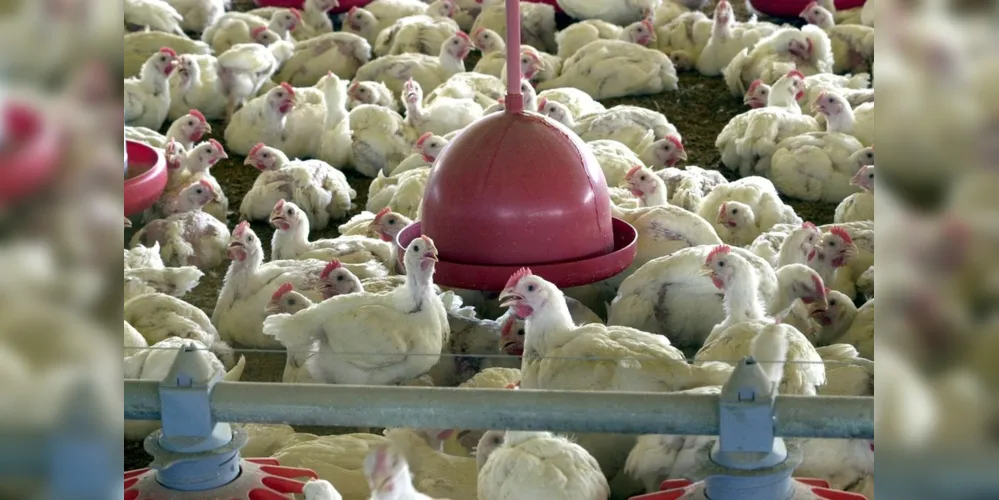 Imagem ilustrativa da imagem BRF recolhe carne de frango por risco de contaminação