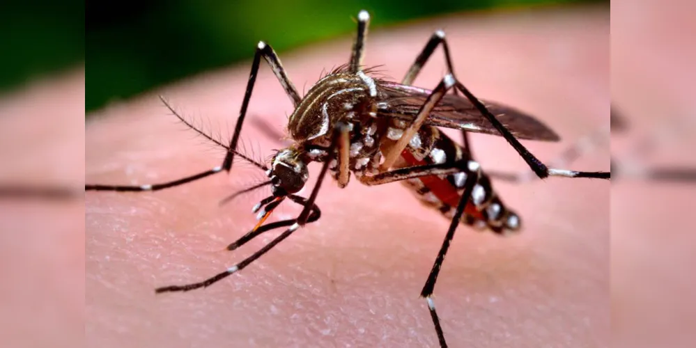 Já são 346 casos autóctones de dengue, registrados em 63 municípios do estado