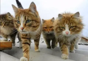 Imagem ilustrativa da imagem Casal de fazendeiros cria gatos siberianos e fotos viralizam